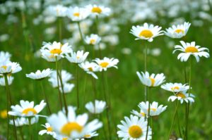 common daisy flowers on grass field